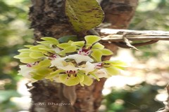 Smithsonia viridiflora